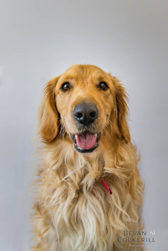 Spike-Portrait-Headshots-by-Bevan-Cockerill-5