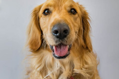 Spike-Portrait-Headshots-by-Bevan-Cockerill-5