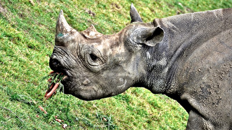 Black_Rhino_-_Version_2