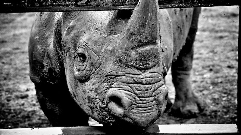 Rhino_back_in_the_animal_park_-_Version_3