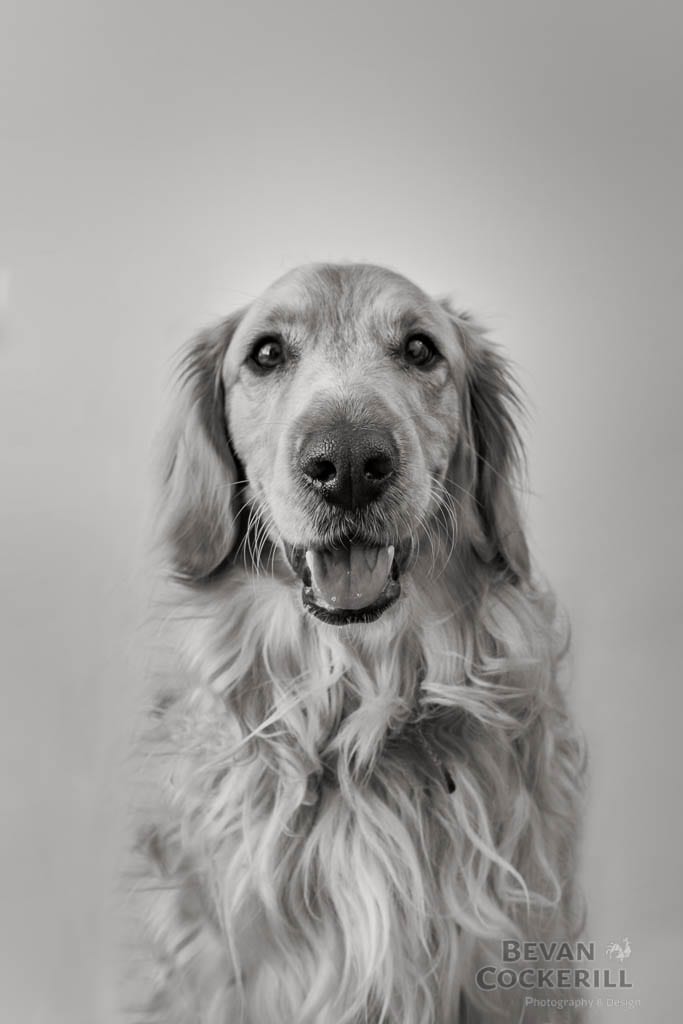 Spike-Portrait-Headshots-by-Bevan-Cockerill-6
